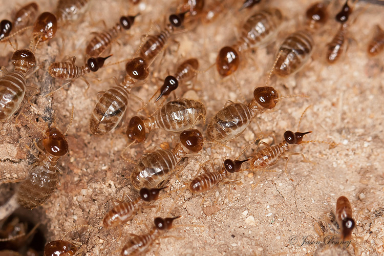 reperage termite toulouse