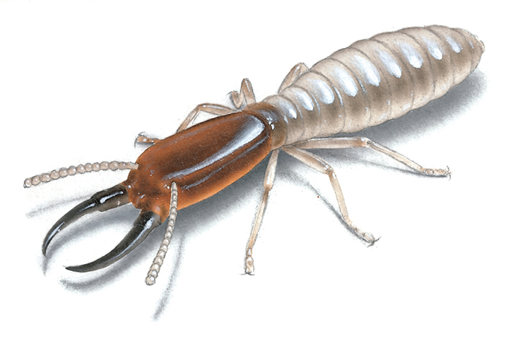 diagnostics immobiliers termite