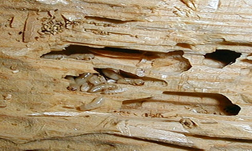 termite toulouse